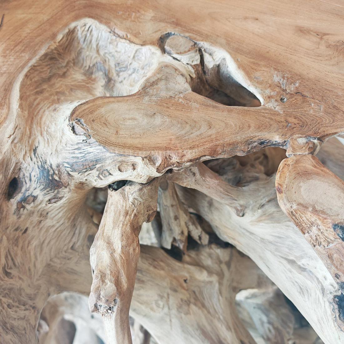 Radice di teak