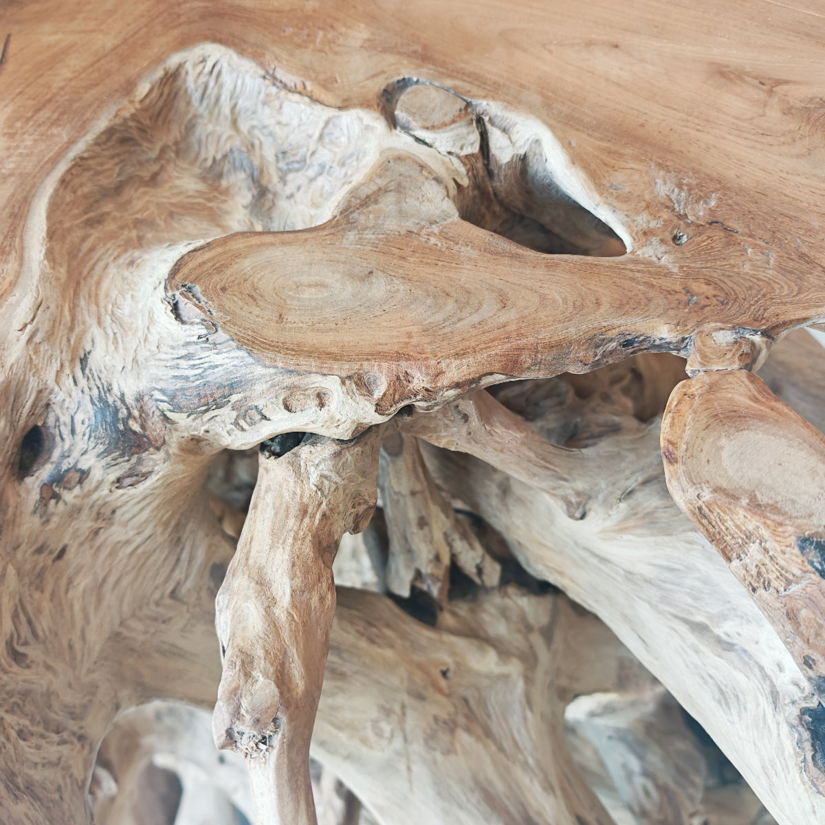 Radice di teak