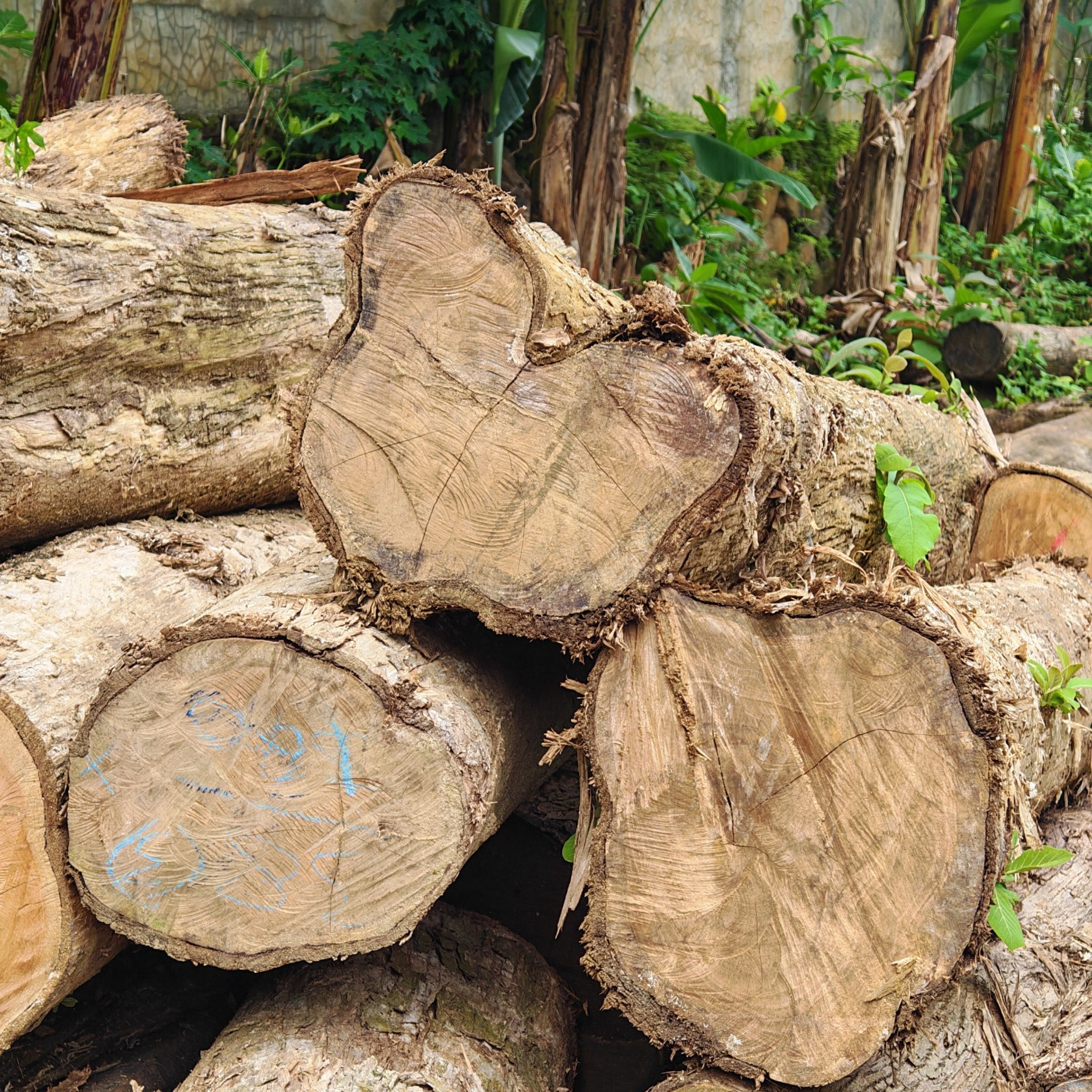 Tronco di legno di teak